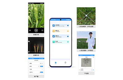 汕尾市小麦亩穗数分析仪IN-XM02